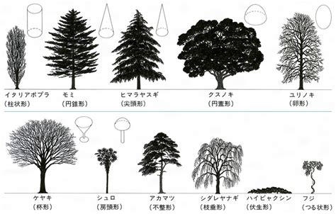 樹種類|樹種の特徴・特性（樹木の写真） 